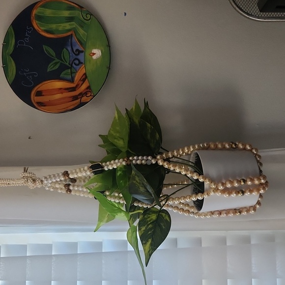 Pearl Hanging Plant - Picture 1 of 2